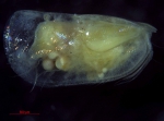 Ostracoda