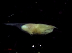 Ostracoda