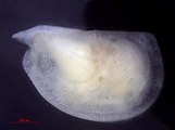 Mikroconchoecia stigmatica, author: Brand, Simone Nunes & Yasuhara Moriaki