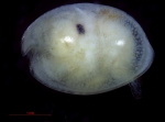 Ostracoda