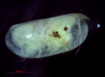 Ostracoda