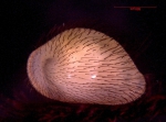 Ostracoda