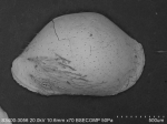 Ostracoda