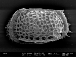 Poseidonamicus