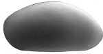 Ostracoda