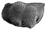 Ostracoda
