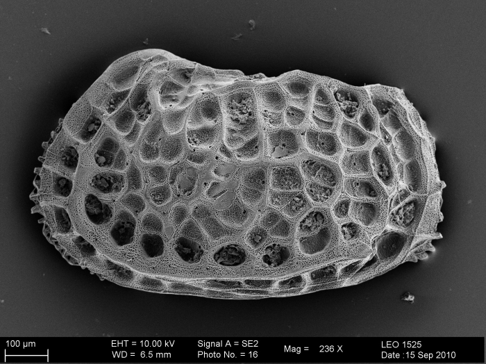 Bradleya mesembrina Mazzini, 2005