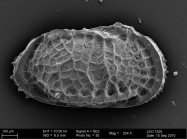 Holotype of Poseidonamicus tainae Brandão in Brandão & Päplow, 2011