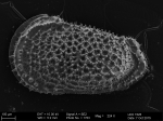 Ostracoda