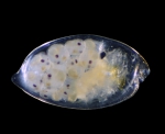 Ostracoda