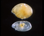 Ostracoda