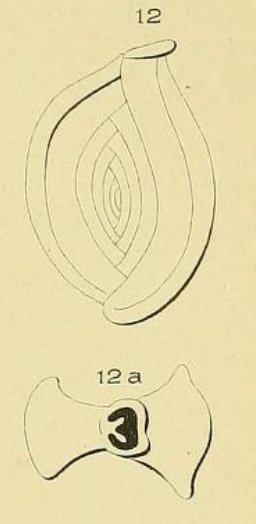 Spiroloculina pulchella d'Orbigny in Fornasini, 1904 Spiroloculina pulchella d'Orbigny in Fornasini, 1904