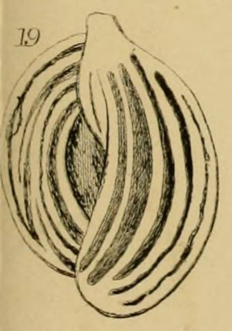 Quinqueloculina pulchella d'Orbigny, 1826 Quinqueloculina pulchella d'Orbigny, 1826