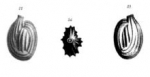 Quinqueloculina schreibersii d'Orbigny, 1846