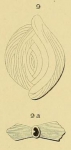 Spiroloculina striata d'Orbigny, 1871