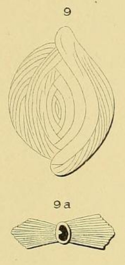 Spiroloculina striata d'Orbigny, 1871 Spiroloculina striata d'Orbigny, 1871