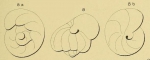 Valvulina gervillei d'Orbigny, 1850