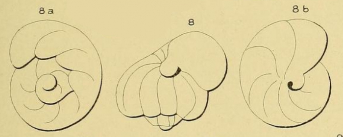 Valvulina gervillei d'Orbigny, 1850 Valvulina gervillei d'Orbigny, 1850