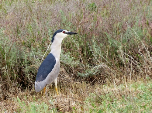 Nycticorax nycticorax Nycticorax nycticorax