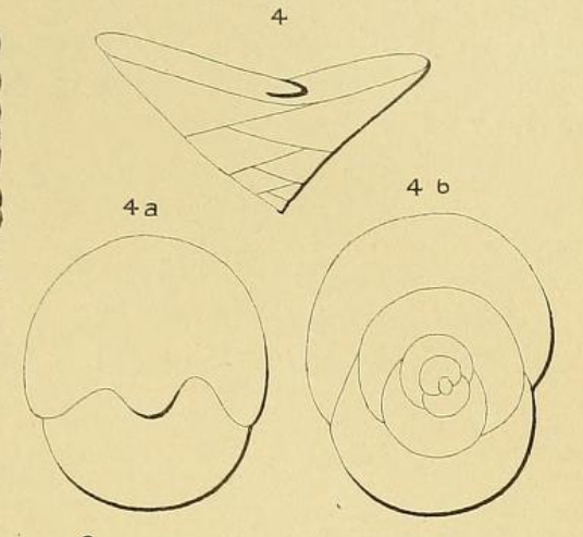 Valvulina rawackensis d'Orbigny in Fornasini, 1904 Valvulina rawackensis d'Orbigny in Fornasini, 1904