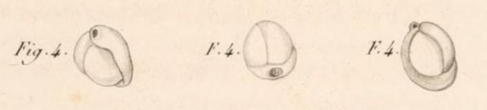 Miliolites trigonula Lamarck, 1804 Miliolites trigonula Lamarck, 1804