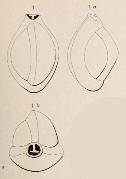 Triloculina affinis d'Orbigny, 1852 Triloculina affinis d'Orbigny, 1852