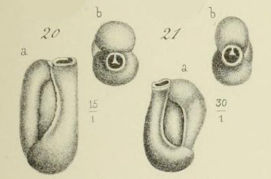 Triloculina laevigata d'Orbigny in Terquem, 1878 Triloculina laevigata d'Orbigny in Terquem, 1878