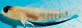 Pisces (fish)