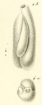 Triloculina deformis d'Orbigny in Guérin-Méneville, 1832