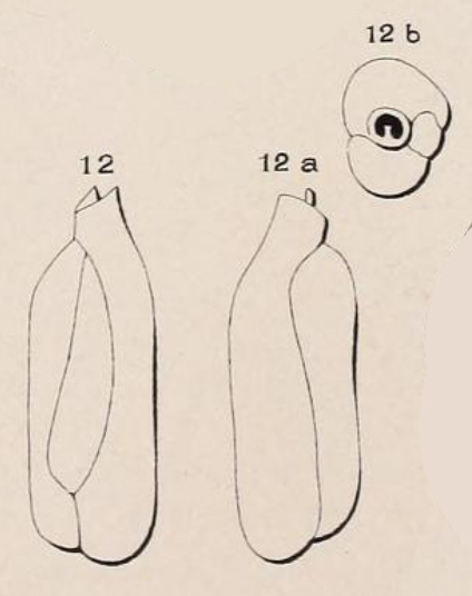 Triloculina deformis d'Orbigny in Guérin-Méneville, 1832 Triloculina deformis d'Orbigny in Guérin-Méneville, 1832