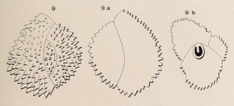 Triloculina echinata d'Orbigny in Fornasini, 1905, author: Le Coze, François