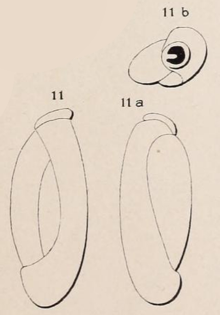 Triloculina elongata d'Orbigny in Fornasini, 1905 Triloculina elongata d'Orbigny in Fornasini, 1905