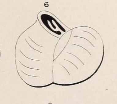 Triloculina inflata d'Orbigny, 1826 Triloculina inflata d'Orbigny, 1826