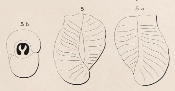 Triloculina inflata d'Orbigny, 1826 Triloculina inflata d'Orbigny, 1826
