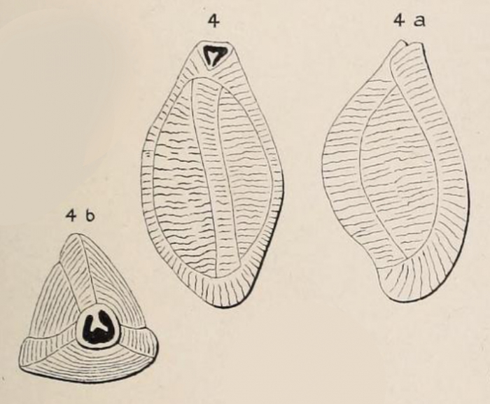 Triloculina maurini d'Orbigny in Fornasini, 1905 Triloculina maurini d'Orbigny in Fornasini, 1905