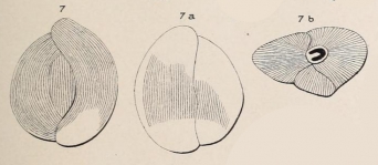 Triloculina strigillata d'Orbigny, 1850, author: Le Coze, François