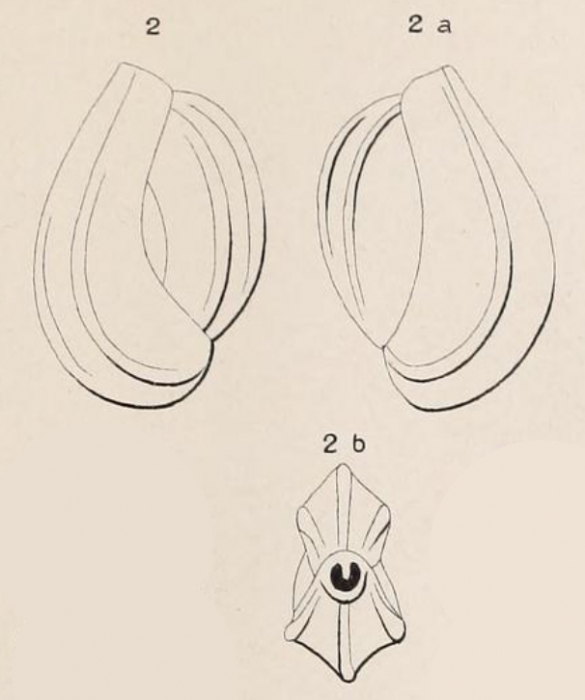 Triloculina tricostata d'Orbigny, 1826 Triloculina tricostata d'Orbigny, 1826