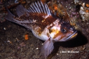 Sebastes caurinus, author: Neil McDaniel