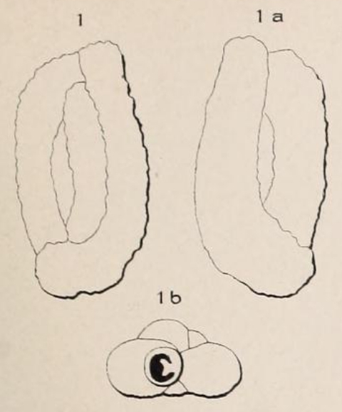 Quinqueloculina aspera d'Orbigny, 1826 Quinqueloculina aspera d'Orbigny, 1826