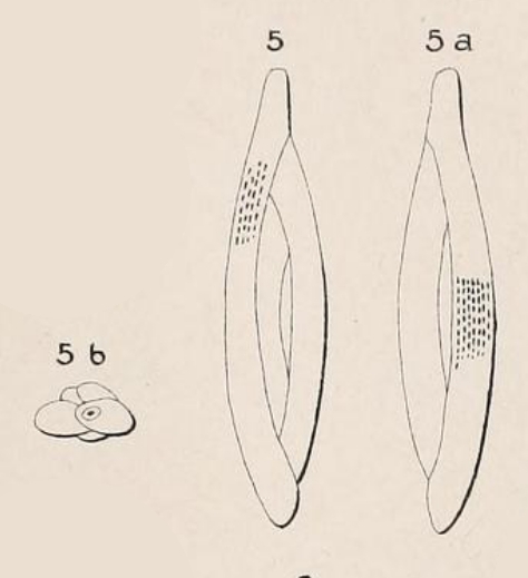 Quinqueloculina birostris (Lamarck, 1804) 
