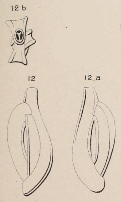 Quinqueloculina angularis d'Orbigny in Fornasini, 1905 Quinqueloculina angularis d'Orbigny in Fornasini, 1905