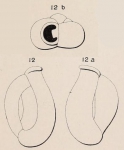 Quinqueloculina bulloides d'Orbigny in Terquem, 1878
