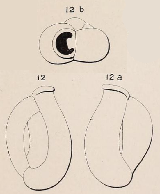 Quinqueloculina bulloides d'Orbigny in Terquem, 1878 Quinqueloculina bulloides d'Orbigny in Terquem, 1878