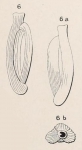 Quinqueloculina costata d'Orbigny in Terquem, 1878