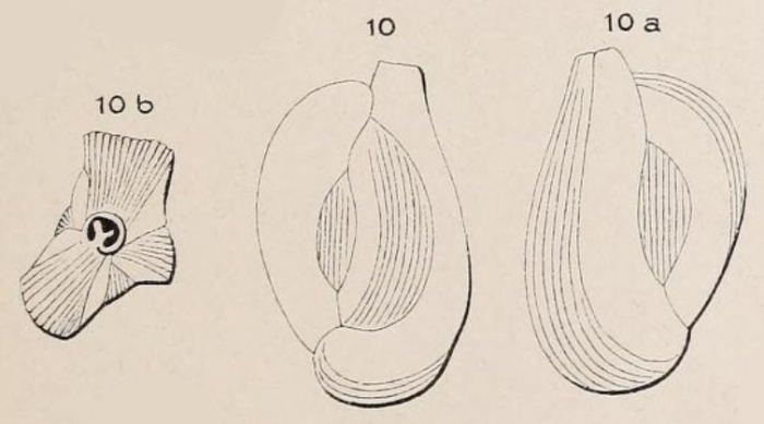 Quinqueloculina disparilis d'Orbigny in Schlumberger, 1893 Quinqueloculina disparilis d'Orbigny in Schlumberger, 1893