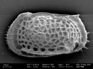 Cytherocopina, Thaerocytheridae - Poseidonamicus collected from the deep Southern Ocean during the ANDEEP II expedition