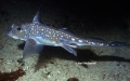 Chimaeriformes