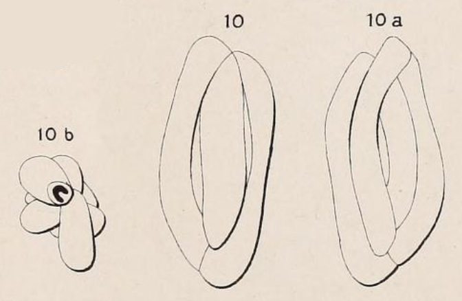 Quinqueloculina glomerata d'Orbigny, 1850 Quinqueloculina glomerata d'Orbigny, 1850