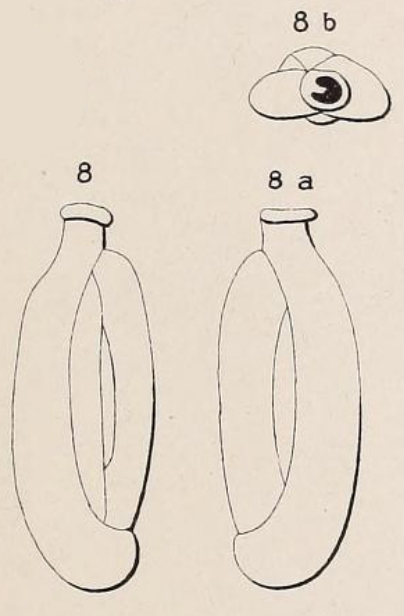 Quinqueloculina laevigata d'Orbigny, 1839 Quinqueloculina laevigata d'Orbigny, 1839