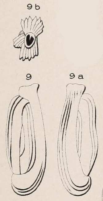 Quinqueloculina limbata d'Orbigny in Fornasini, 1905 Quinqueloculina limbata d'Orbigny in Fornasini, 1905